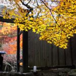 金運に強いといわれている神社は？